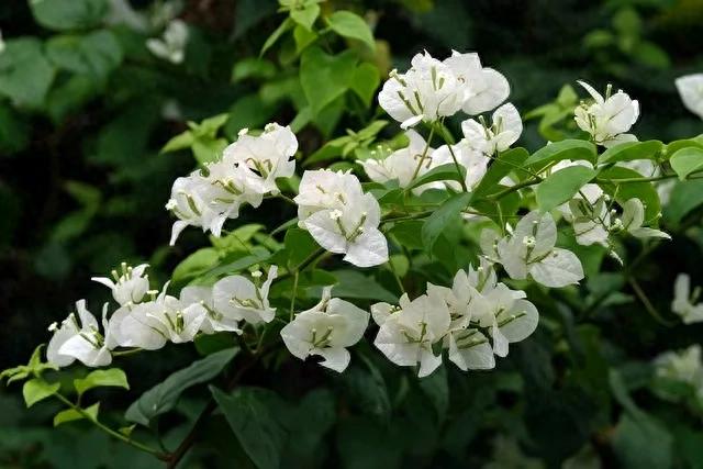 三角梅催花新法，摒弃控水，自然开花更适宜